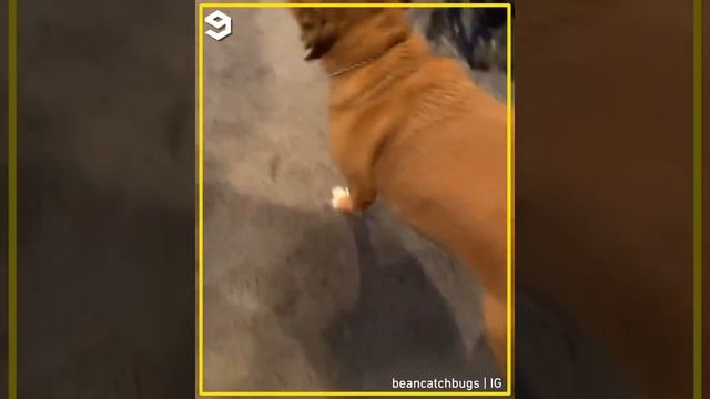 Clap for your dog for no reason! | Clap! Clap! Dog React For Your Clapping Movement | Dog Video смотреть онлайн