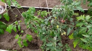 Подвязка томатов в высокой теплице. Зажимы для томатов.