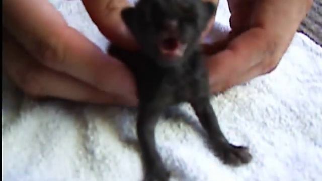 Kitten смотреть онлайн