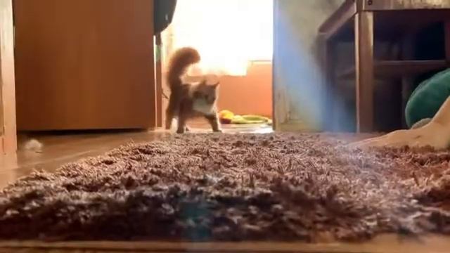 Способности кошек породы мейн кун смотреть онлайн