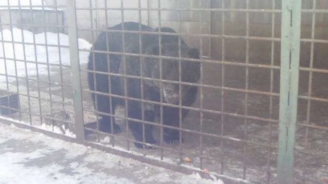 Животные зооцентра "ПИТОН" г. Комсомольск на Амуре смотреть онлайн