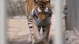 Бенгальский тигр Зао, амурские тигры Лапа и Макс 18.04.2022