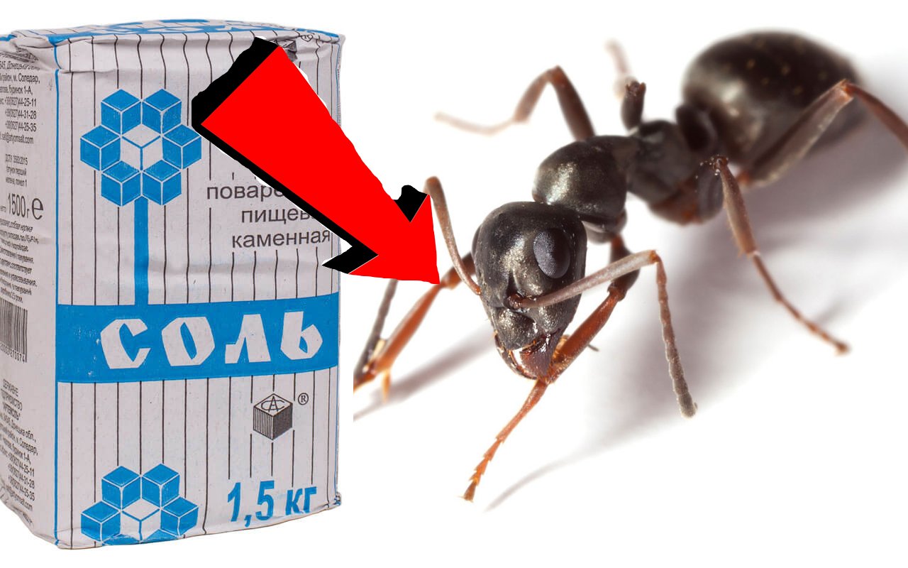 ПОЛЕЗНЫЕ СОВЕТЫ