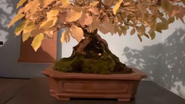 Ficus e Cornus Sanguinea Autunno 2022 смотреть онлайн