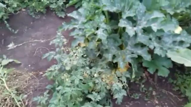 Кабачки . Почему плохо растут кабачки !? смотреть онлайн