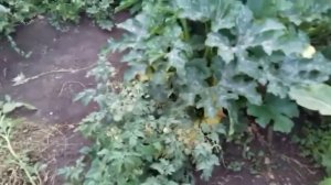 Кабачки . Почему плохо растут кабачки !?