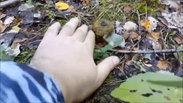 #ГРИБЫ, #ШАТУРА, #ЛЕС, #ПРИРОДА, #МЕЩЁРА смотреть онлайн