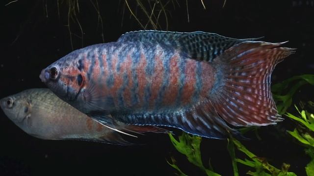 Pez ? paraíso - Macropodus opercularis - Vídeo ficha ? смотреть онлайн