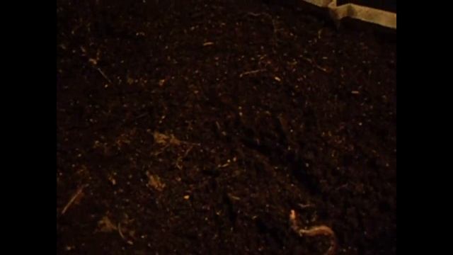 Где весь червь после добавления картона/Разведение червя дендробена смотреть онлайн