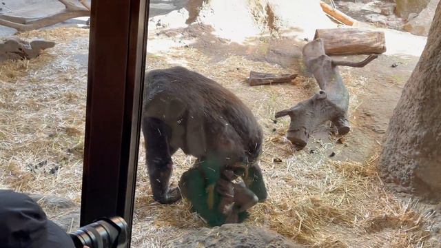 Sumomo gets on Momoka's back after Momoka steps on her 🦍🦍 | Gorilla Haoko Family смотреть онлайн
