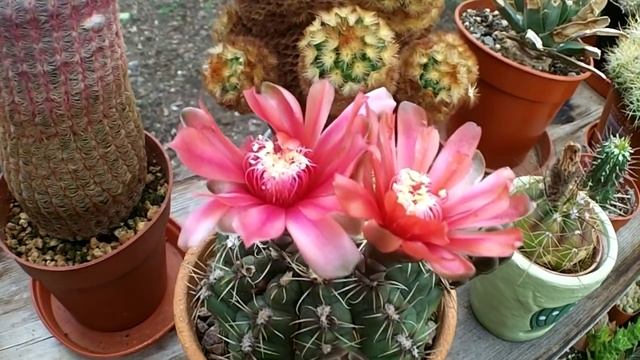 Gymnocalycium baldianum Cactus with buds and twin red blooms смотреть онлайн