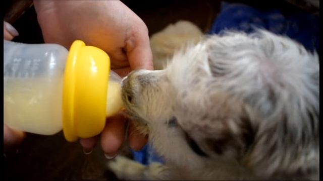 Первое кормление козлят смотреть онлайн