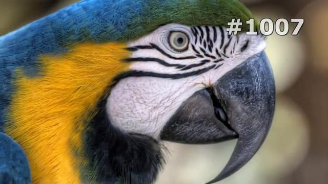 #1007. Попугаи (В мире животных) смотреть онлайн