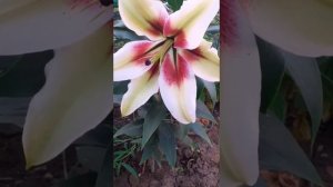 Лилии ОТ-гибриды. Лучшие сорта.