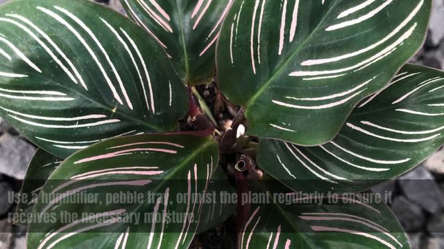 Calathea Ornata | Pinstripe Calathea | Calathea Varieties