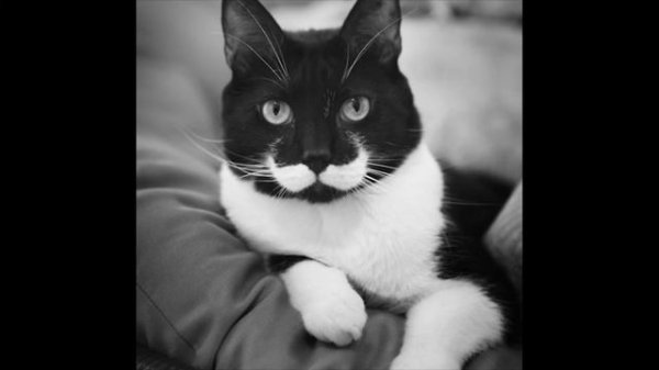 Justice Never Takes a Smoke Break: The Major Justice Chronicles (Cat Edition)