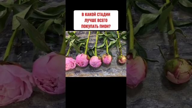 На какой стадии раскрытия ЛУЧШЕ ПОКУПАТЬ ПИОН? смотреть онлайн