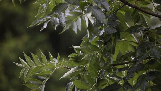 ЛЕТНЯЯ ГРОЗА. ВИВАЛЬДИ 3 ЧАСТЬ SUMMER THUNDERSTORM. VIVALDI 3 PART смотреть онлайн