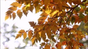 Михаил Шуфутинский - Третье сентября (Песня '94) #МихаилШуфутинский #шуфутинский #3сентября #музыка