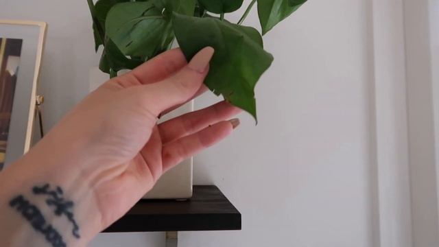 ARE THEY SERIOUS?! The Sill Plant Review | Rutele смотреть онлайн