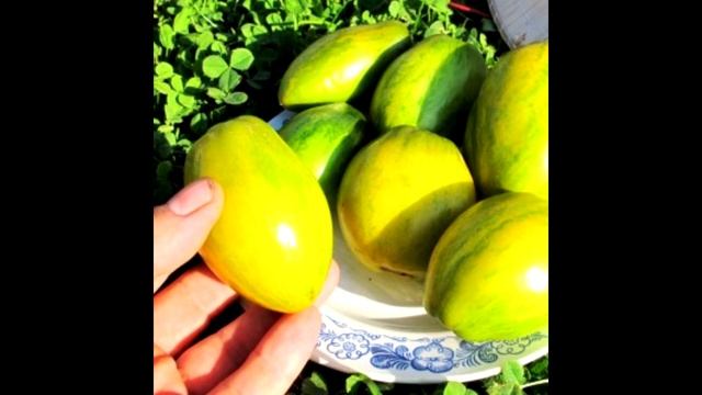 Буду дружить с гномами, хоть я и не Белоснежка! Обзор томатов-гномов для посадки смотреть онлайн