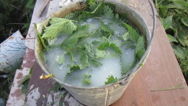 Зелёное Удобрение из Крапивы и Дрожжей смотреть онлайн