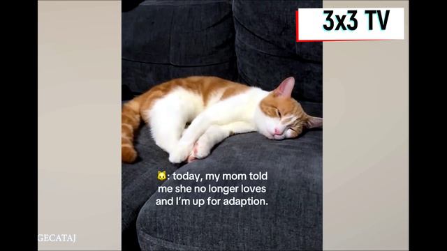 Funny Animals - Смешные животные