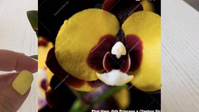 Посылка с орхидеями из Волгограда ! Давняя мечта осуществилась))) смотреть онлайн