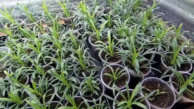 Обзор вегетативки и семян 24.01.2021 смотреть онлайн