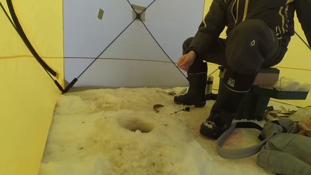 Крупная Навага как из пулемёта, Пертоминск Белое море 20.02.18 смотреть онлайн