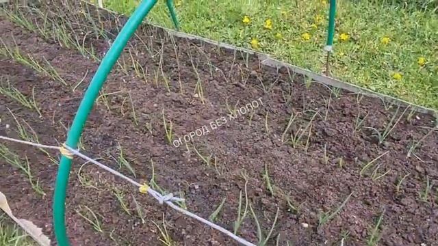 Есть ли разница как посадить лук на репку? Влияет ли способ посадки севка на размер луковицы.? смотреть онлайн