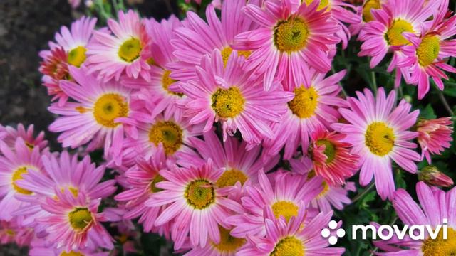 Хризантемы смотреть онлайн