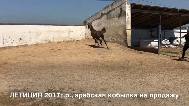 Летиция 2017г. р. Продажа лошадей арабской породы конефермы Эквилайн, тел., WhatsApp +79883400208 смотреть онлайн