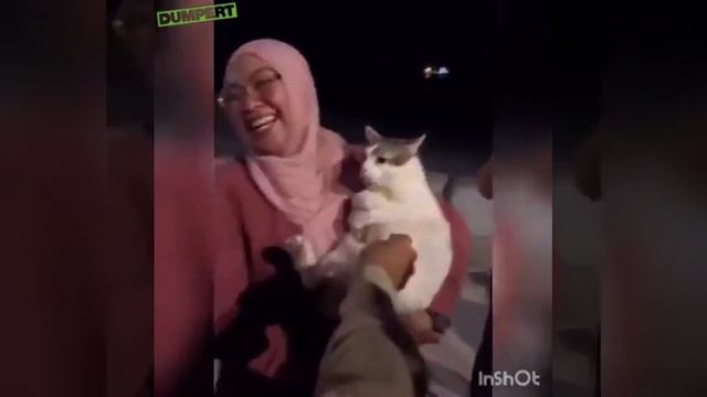кошка.mp4 смотреть онлайн
