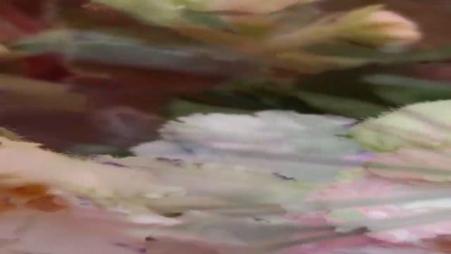 Фотографии моих красивых фиалочек и глоксиний. Комнатные растения. смотреть онлайн