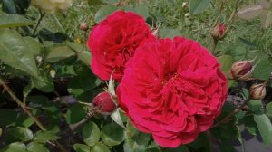 Роза Эл Ди Брейтуэйт (L D Braithwaite) — характеристики куста