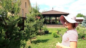 ПОСАДКА ВЗРОСЛОЙ СОСНЫ ИЗ ЛЕСА - 3 ГОДА СПУСТЯ