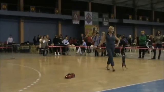 Прогресс Трепова и Тир смотреть онлайн