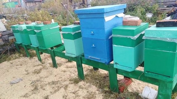 Обработка пчёл муравьинкой