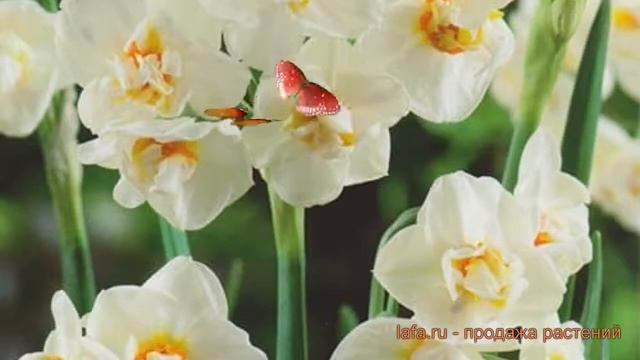 Нарцисс махровый Абба (narcissus nartsiss) ? нарцисс Абба обзор: как сажать луковицы нарциссы Абба смотреть онлайн
