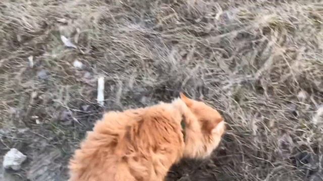 Собачья площадка своими руками и силами смотреть онлайн