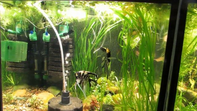 О корме для рыб. Мотыль + Коретра + Вода. Коппенс. смотреть онлайн