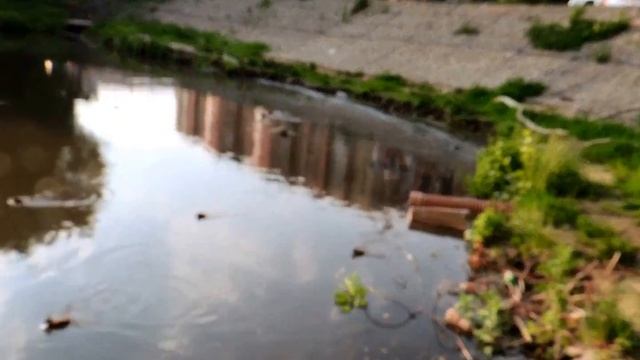 Выводок дикой утки в городе . смотреть онлайн