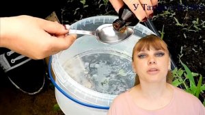 НАШАТЫРНЫЙ СПИРТ - СУПЕР средство для урожая: лука, чеснока, клубники и тд.