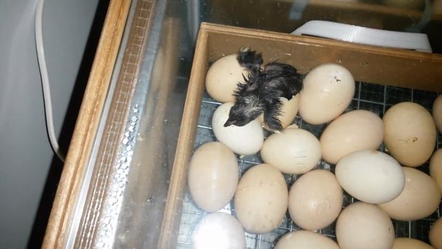 Мехеленская кукушка....рождение смотреть онлайн