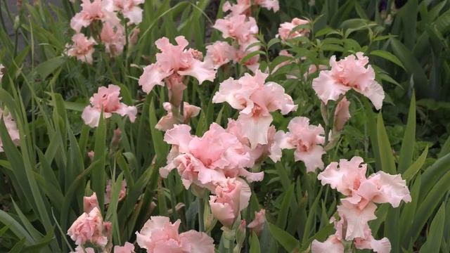 цветение ирисов, набор ирисов, питомник роз полины козловой rozarium.biz смотреть онлайн