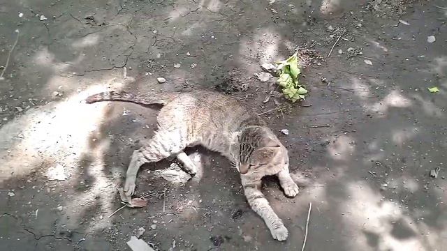 Female Cat in Heat Sound Effect | Female Cat Meowing | Cat Sound смотреть онлайн
