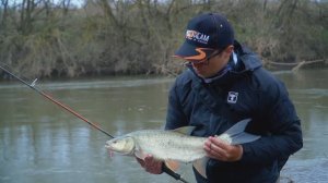 Жерех на воблеры. Весенняя рыбалка в Черноземье