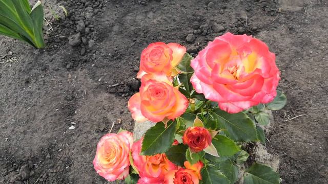 Роза Золотая магия.