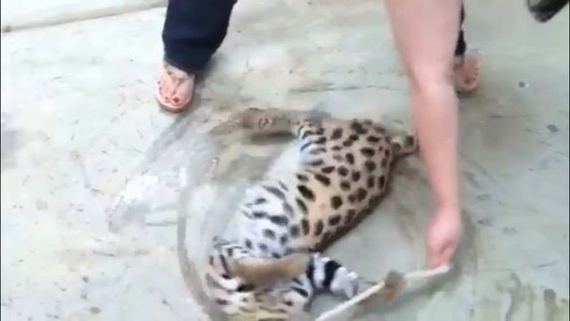 African Serval Spinning Wildly Out Of Control! - WildTafari.com смотреть онлайн